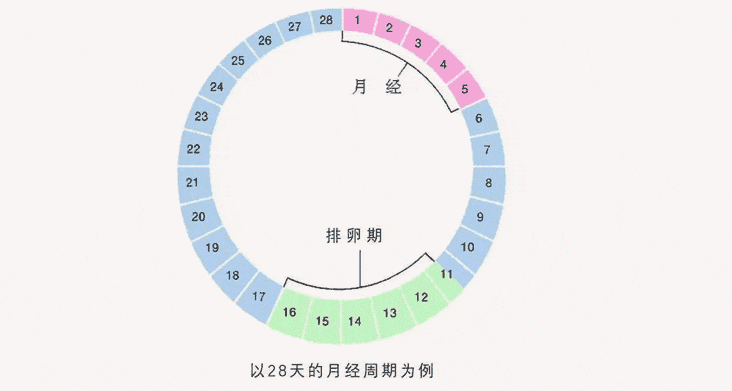 排卵期是什么时候开始算